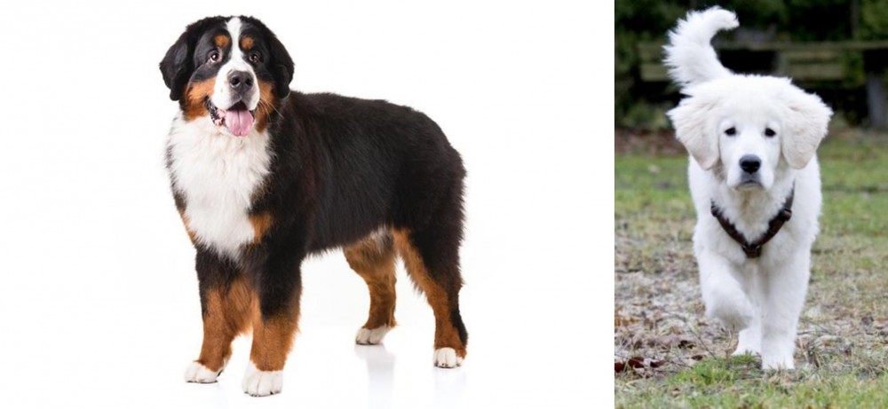 Polish Tatra Sheepdog vs Bernese Mountain Dog - Breed Comparison