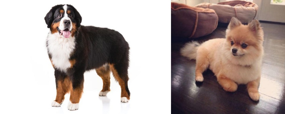 Pomeranian vs Bernese Mountain Dog - Breed Comparison