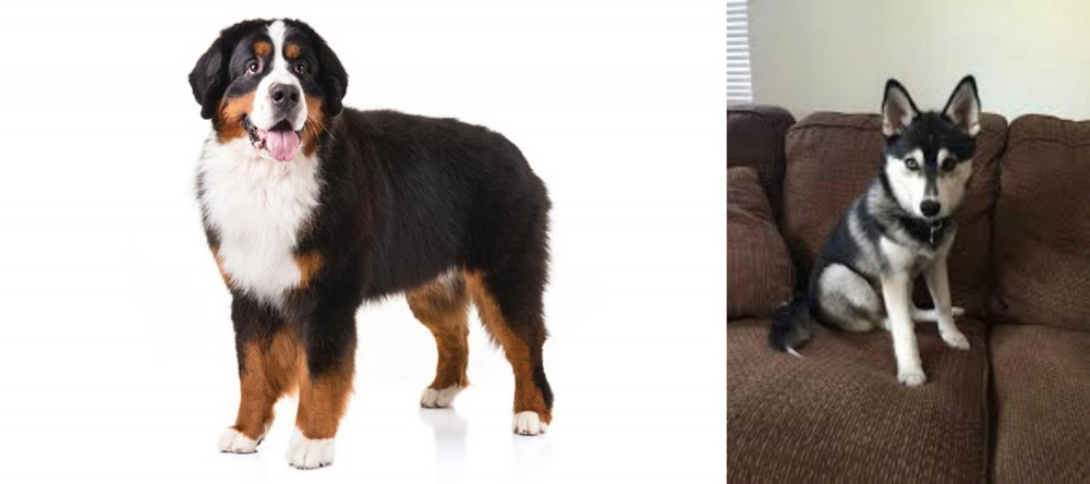 Pomsky vs Bernese Mountain Dog - Breed Comparison
