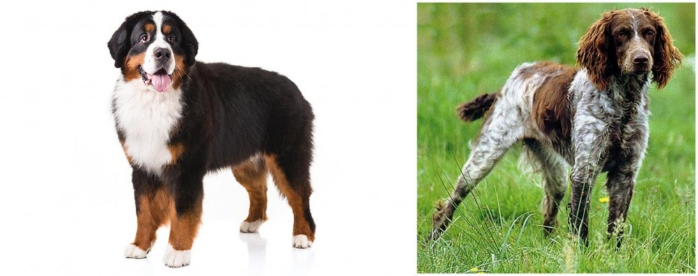 Pont-Audemer Spaniel vs Bernese Mountain Dog - Breed Comparison