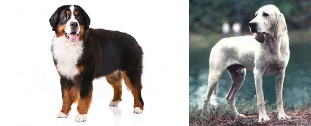 Porcelaine vs Bernese Mountain Dog - Breed Comparison