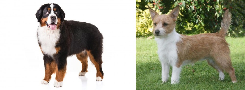 Portuguese Podengo vs Bernese Mountain Dog - Breed Comparison