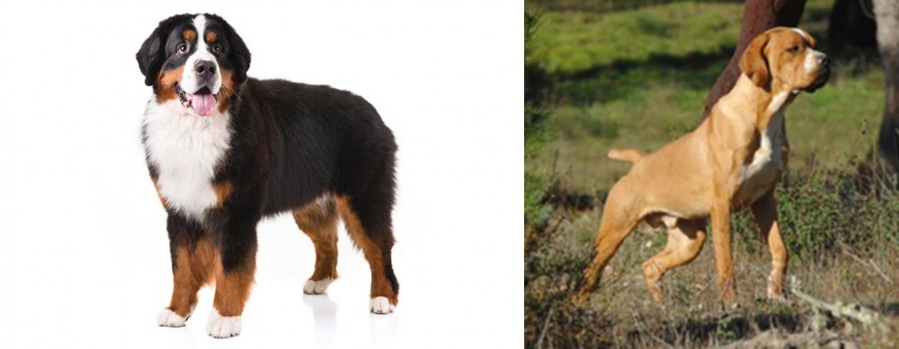 Portuguese Pointer vs Bernese Mountain Dog - Breed Comparison