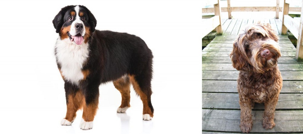 Portuguese Water Dog vs Bernese Mountain Dog - Breed Comparison