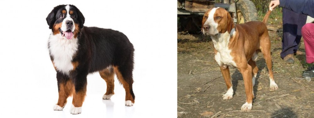 Posavac Hound vs Bernese Mountain Dog - Breed Comparison