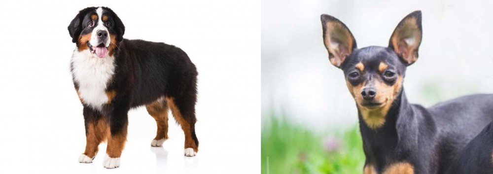 Prazsky Krysarik vs Bernese Mountain Dog - Breed Comparison