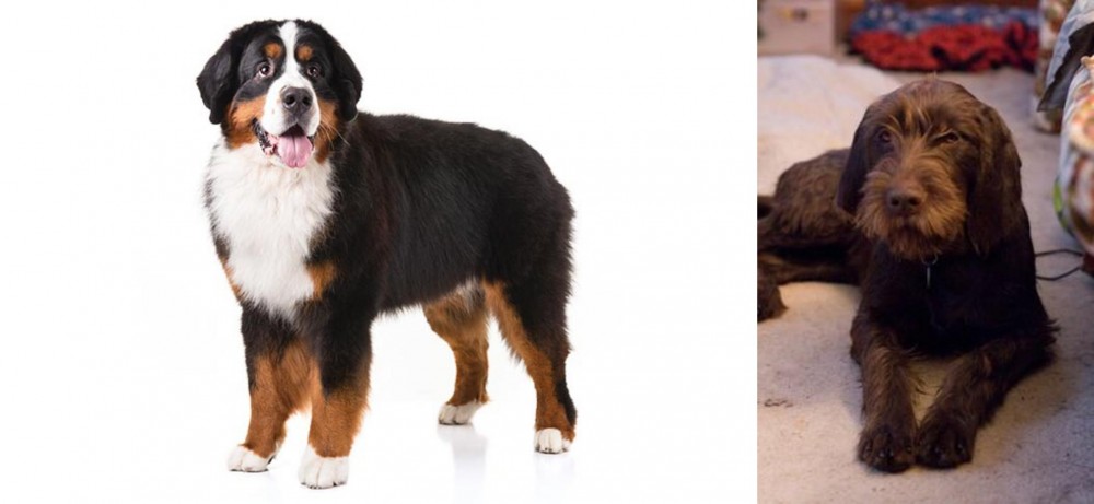 Pudelpointer vs Bernese Mountain Dog - Breed Comparison