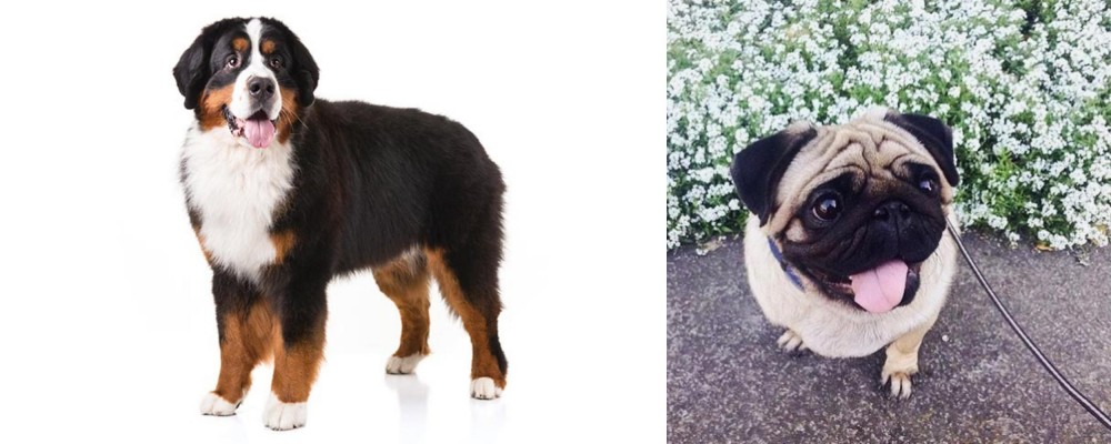 Pug vs Bernese Mountain Dog - Breed Comparison