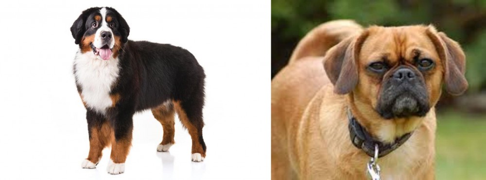 Pugalier vs Bernese Mountain Dog - Breed Comparison