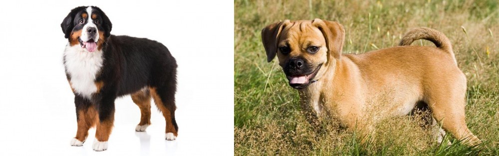 Puggle vs Bernese Mountain Dog - Breed Comparison