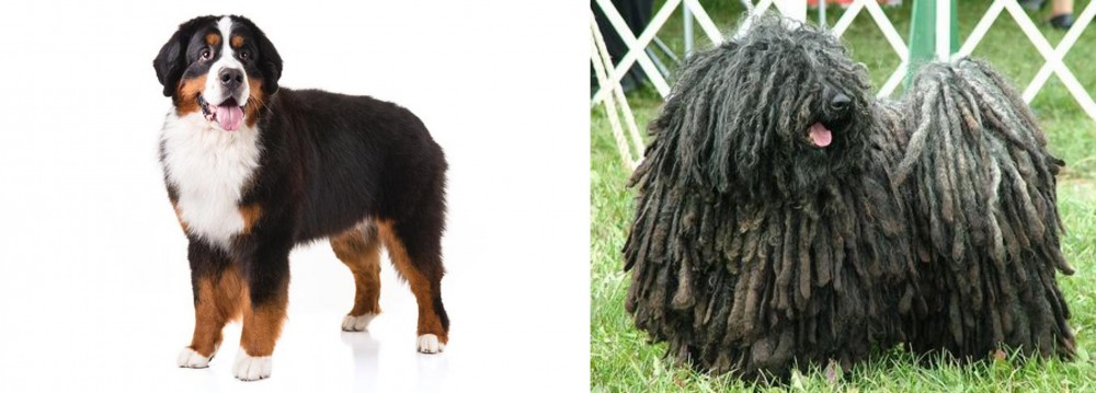 Puli vs Bernese Mountain Dog - Breed Comparison