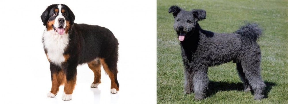 Pumi vs Bernese Mountain Dog - Breed Comparison