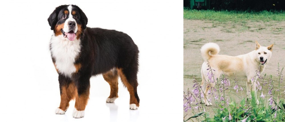 Pungsan Dog vs Bernese Mountain Dog - Breed Comparison