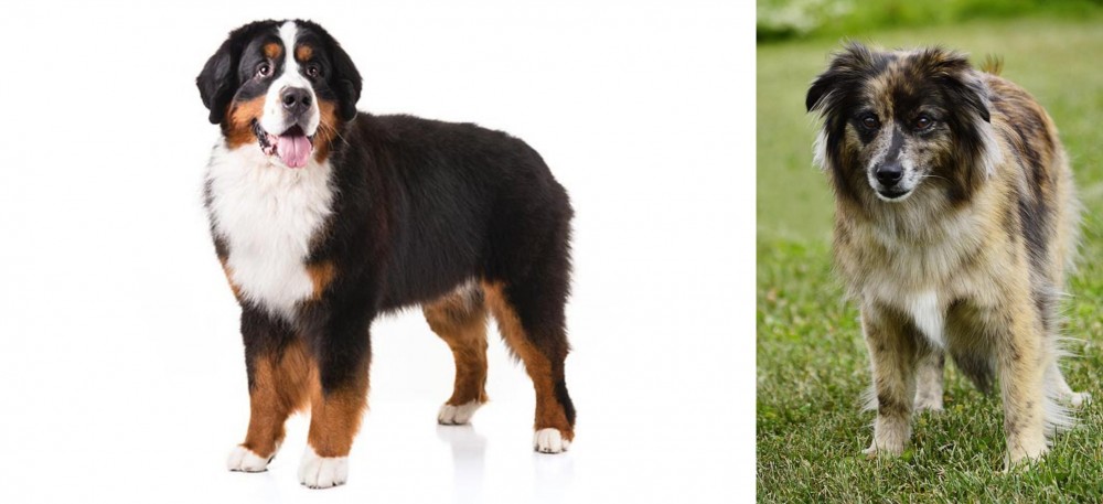 Pyrenean Shepherd vs Bernese Mountain Dog - Breed Comparison