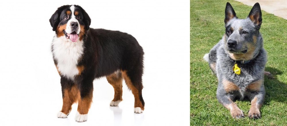 Queensland Heeler vs Bernese Mountain Dog - Breed Comparison