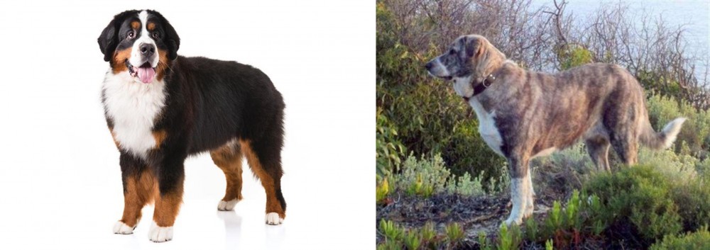 Rafeiro do Alentejo vs Bernese Mountain Dog - Breed Comparison