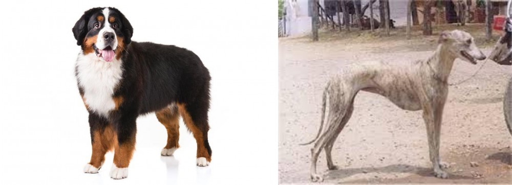 Rampur Greyhound vs Bernese Mountain Dog - Breed Comparison