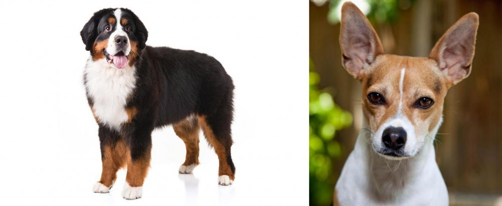 Rat Terrier vs Bernese Mountain Dog - Breed Comparison