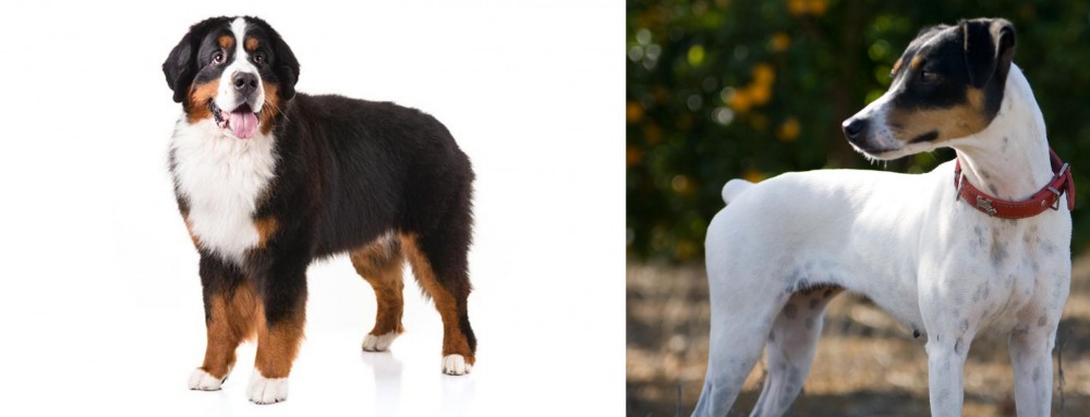 Ratonero Bodeguero Andaluz vs Bernese Mountain Dog - Breed Comparison
