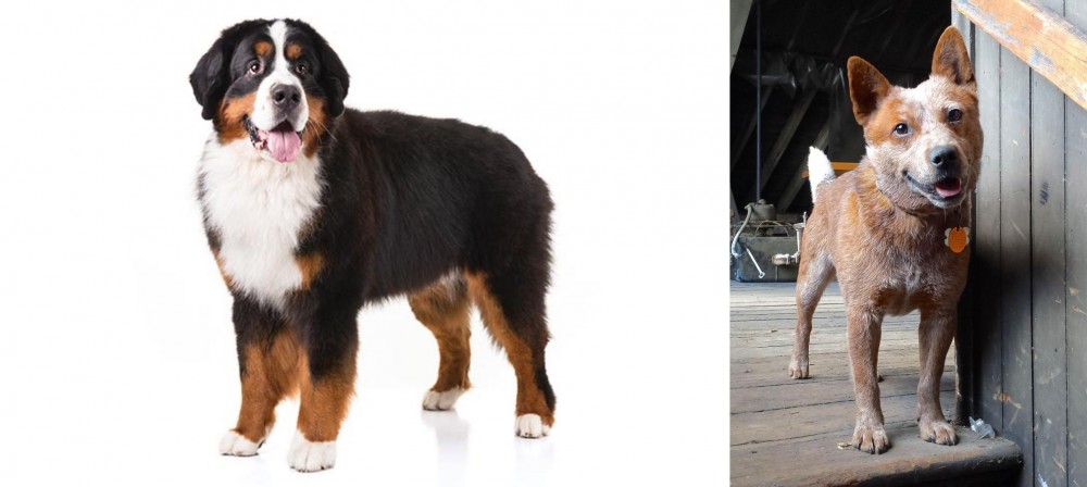 Red Heeler vs Bernese Mountain Dog - Breed Comparison