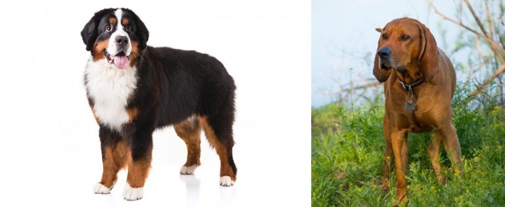 Redbone Coonhound vs Bernese Mountain Dog - Breed Comparison