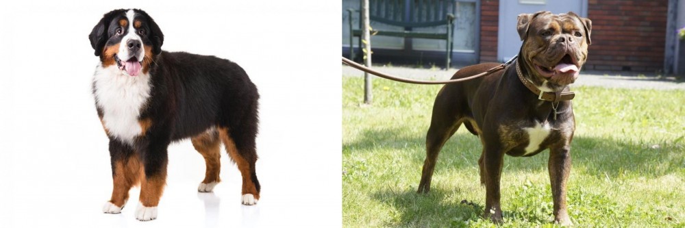 Renascence Bulldogge vs Bernese Mountain Dog - Breed Comparison