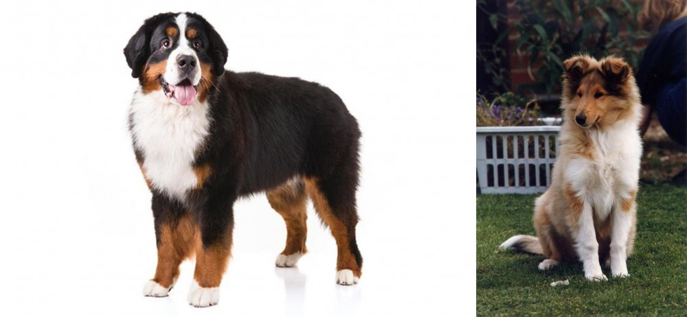 Rough Collie vs Bernese Mountain Dog - Breed Comparison