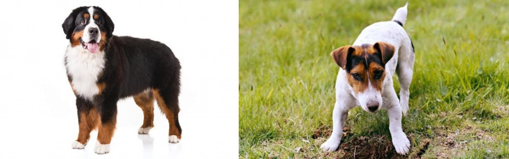Russell Terrier vs Bernese Mountain Dog - Breed Comparison