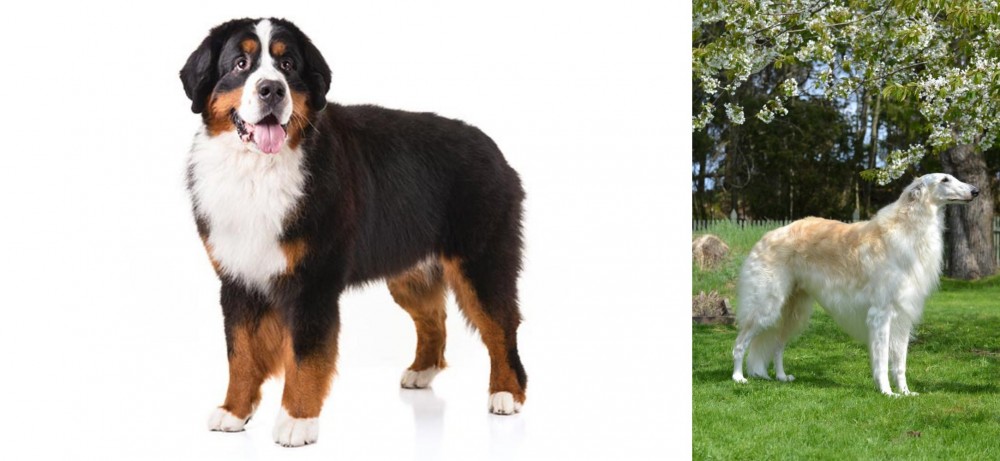 Russian Hound vs Bernese Mountain Dog - Breed Comparison