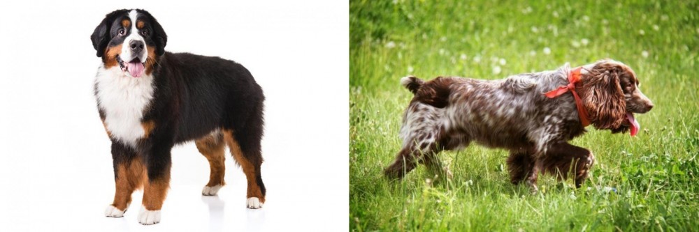 Russian Spaniel vs Bernese Mountain Dog - Breed Comparison