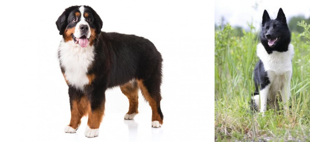 Russo-European Laika vs Bernese Mountain Dog - Breed Comparison