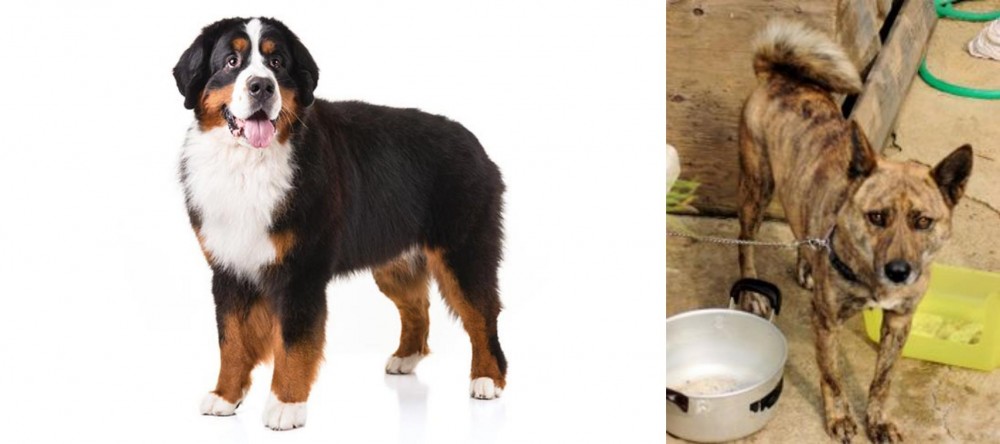 Ryukyu Inu vs Bernese Mountain Dog - Breed Comparison