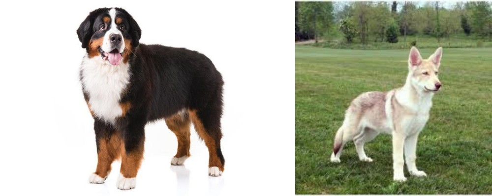 Saarlooswolfhond vs Bernese Mountain Dog - Breed Comparison