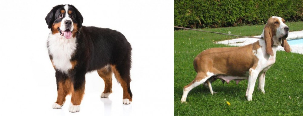 Sabueso Espanol vs Bernese Mountain Dog - Breed Comparison