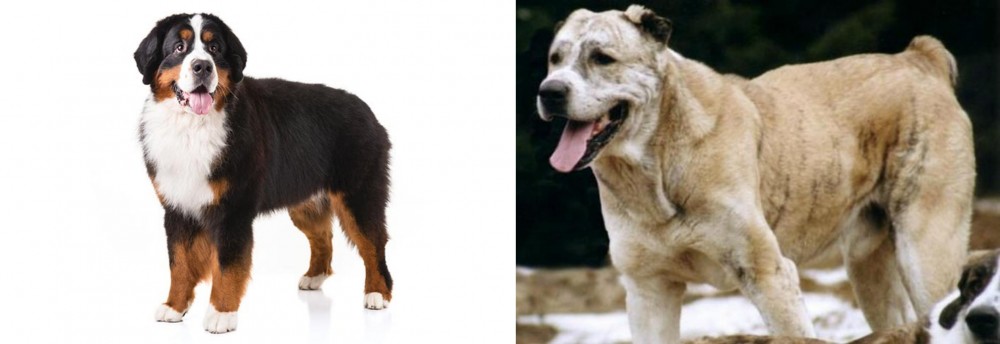 Sage Koochee vs Bernese Mountain Dog - Breed Comparison