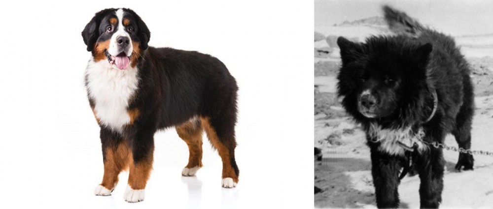 Sakhalin Husky vs Bernese Mountain Dog - Breed Comparison