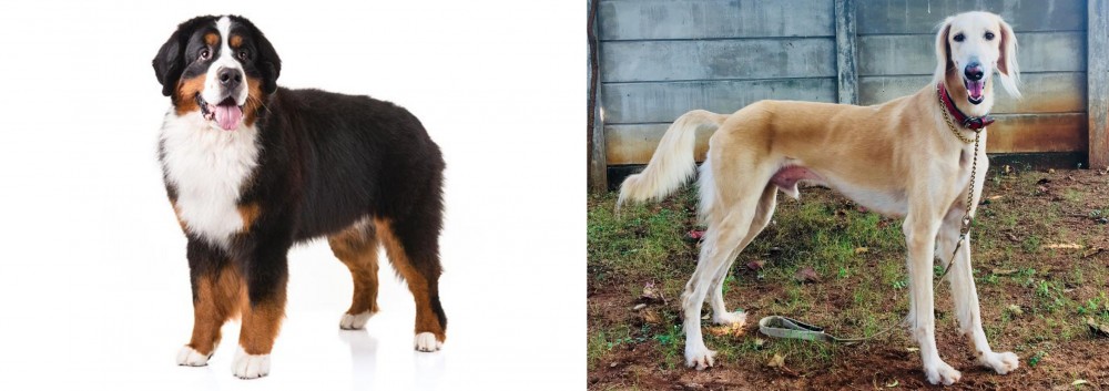 Saluki vs Bernese Mountain Dog - Breed Comparison