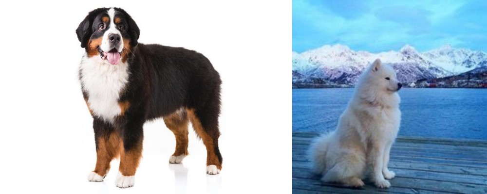Samoyed vs Bernese Mountain Dog - Breed Comparison