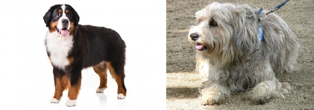 Sapsali vs Bernese Mountain Dog - Breed Comparison