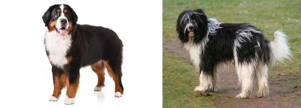 Schapendoes vs Bernese Mountain Dog - Breed Comparison