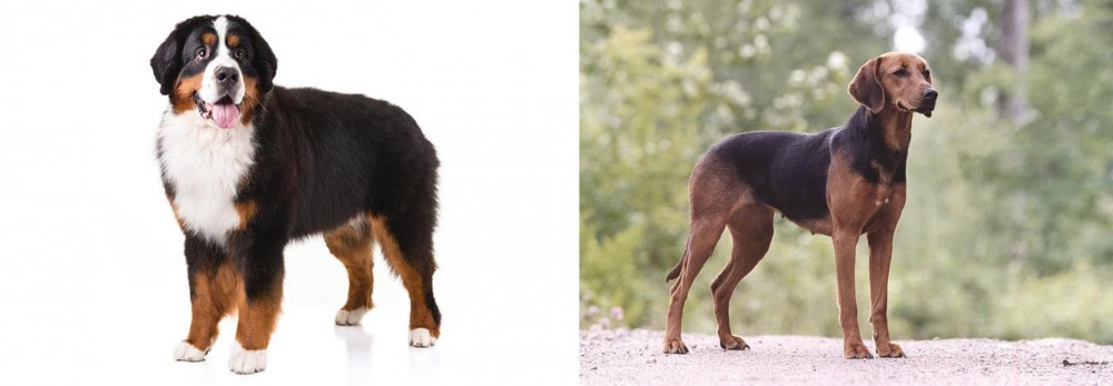 Schillerstovare vs Bernese Mountain Dog - Breed Comparison