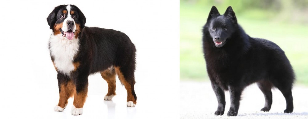 Schipperke vs Bernese Mountain Dog - Breed Comparison