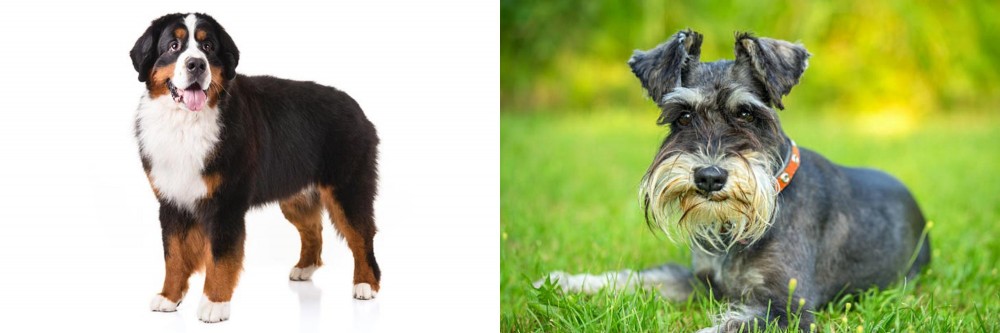 Schnauzer vs Bernese Mountain Dog - Breed Comparison