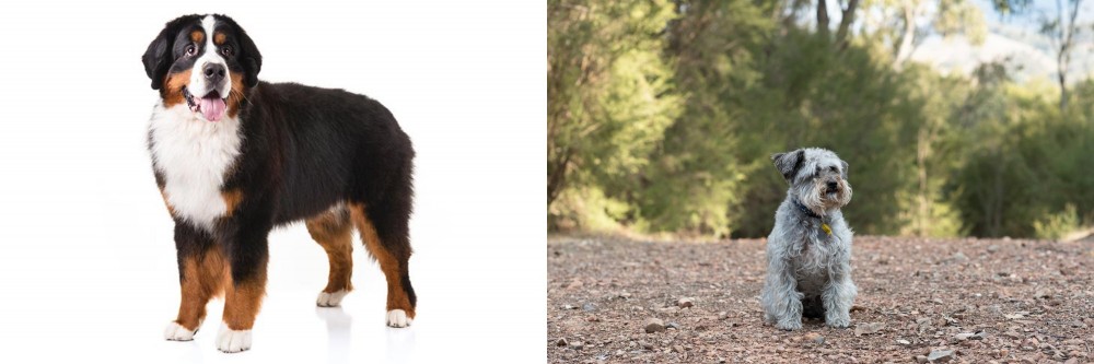 Schnoodle vs Bernese Mountain Dog - Breed Comparison