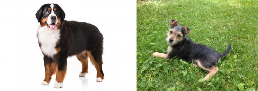 Schnorkie vs Bernese Mountain Dog - Breed Comparison
