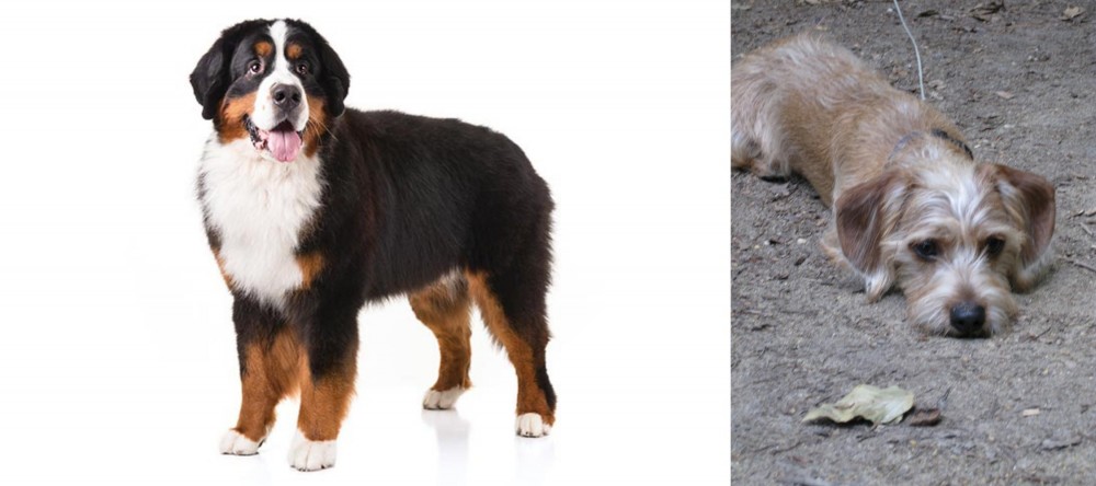 Schweenie vs Bernese Mountain Dog - Breed Comparison