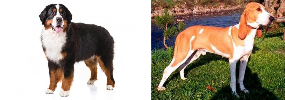 Schweizer Laufhund vs Bernese Mountain Dog - Breed Comparison