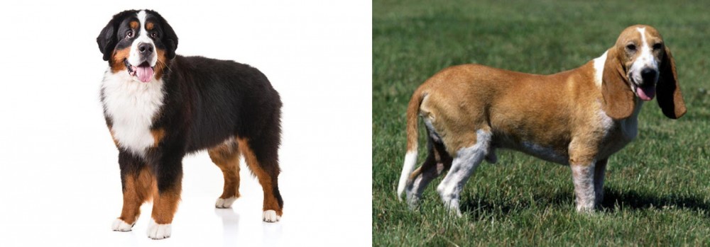 Schweizer Niederlaufhund vs Bernese Mountain Dog - Breed Comparison