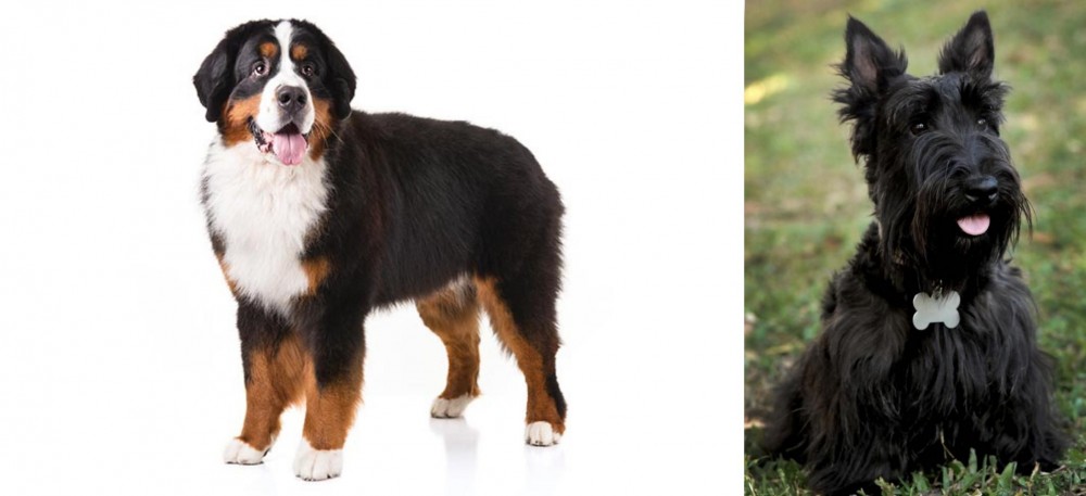 Scoland Terrier vs Bernese Mountain Dog - Breed Comparison