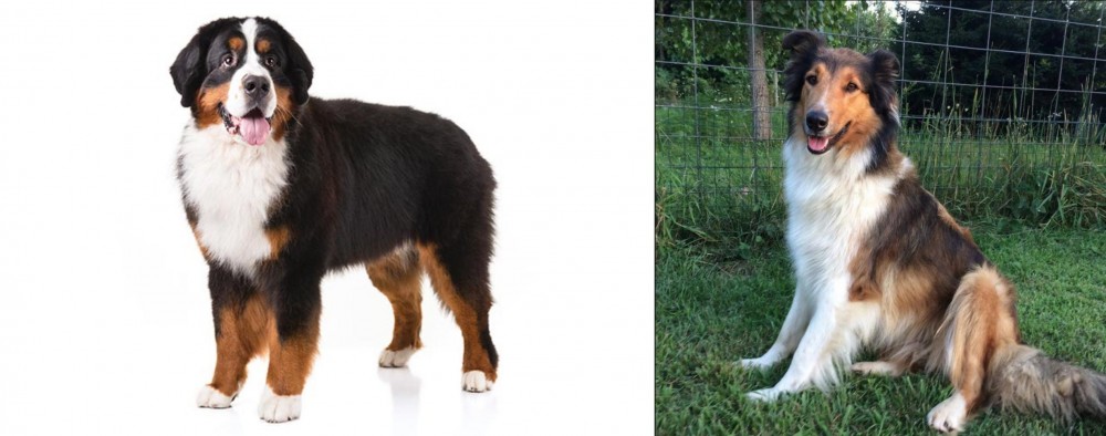 Scotch Collie vs Bernese Mountain Dog - Breed Comparison